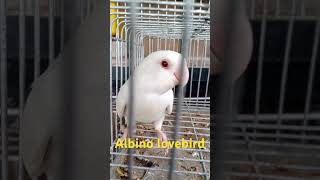 Agapornis roseicolliswhite face albinobirds africanlovebirds lovebirds lowmutestv [upl. by Goebel104]