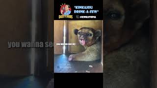 Kinkajou Drinkafew 🎥 kinkatopia shorts [upl. by Thurmann473]