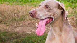 Weimaraner Barking I [upl. by Enilegnave]