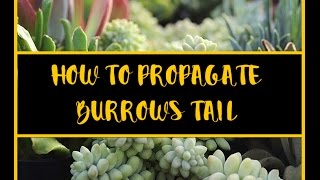 How To Propagate  Burros Tail Succulent [upl. by Lac27]