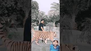 Kitna tagada Sa Tiger hai tiger animals zoo shorts [upl. by Enneiluj]