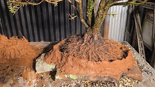 Australian Native Bonsai Free pot Slab Planting with Muck building 👷‍♀️ [upl. by Standing]