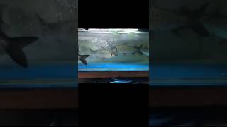 இதுதான் Red Finned Cigar Shark golden shark shark aquarium shorts ytshorts youtubeshorts yt [upl. by Attenwahs145]