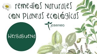 REMEDIOS NATURALES CON PLANTAS ECOLÓGICAS HIERBABUENA [upl. by Enelia]