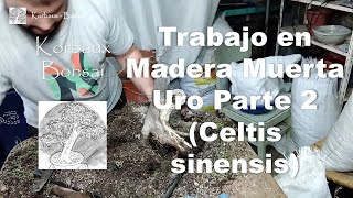 Trabajo en Madera Muerta Uro Parte 2 Celtis sinensis [upl. by Werda]