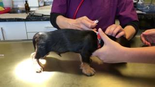 DWurf chippen und impfen  Chipping puppies [upl. by Lengel]