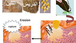 Digestive system pathology lecture 2 veterinary medicine [upl. by Nosredneh956]