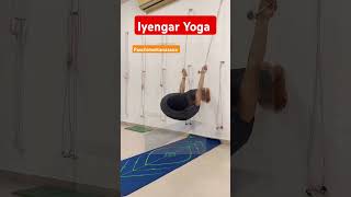 Iyengar Yoga Paschimottanasana youtubeshorts yogaposes wallyogaarmstrenthning yogaloveyoga [upl. by Adnaloy]