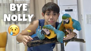 BYE NOLLY MAMIMISS KA NAMIN New bird para kay bebe handfed baby budgie BampG MACAW  Murillo Bros [upl. by Toole]