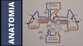Introduzione completa allapparato cardiocircolatorio [upl. by Adnical]