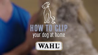 How to Clip Your Dog 🐶 at Home with the WAHL Century Clipper [upl. by Dey]