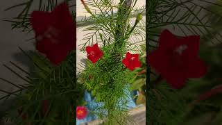 Cypress Vine ke sath aisa bhi hota hai CypressVine garden manjuhandaorganicgardening [upl. by Kcirrad]