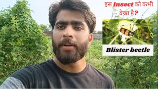 MOST DAMAGING INSECT OF VEGETABLES  BLISTER BEETLE  FIELD VISIT  BY KRASHNA SIR [upl. by Hermann]