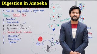 Digestion in amoeba class 11 by irtisams biology  digestion process in amoeba chapter 12 [upl. by Arualana584]