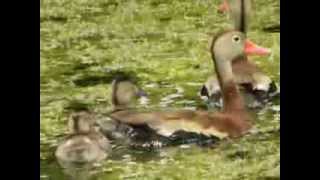 RedBilled BlackBellied Whistling Duck With Baby Ducklings [upl. by Wobniar170]