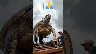 The Amazing Biggest tortoise shifting to vehicle  viral ytshorts trening😎🤨 [upl. by Herwig]