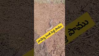 మేము పొలం దున్నిస్తుంటే పాము 🐍🐍🐍 snake agriculturelife alliswellsaidulu [upl. by Aixela]