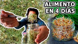 SUPER FACIL Y NUTRITIVO en SOLO 4 días  Cutiva En tu cocina  Germinados [upl. by Okemak]