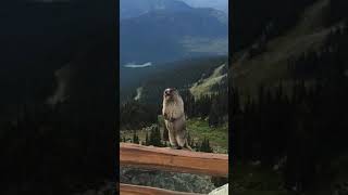 Marmot scream meme original sound [upl. by Sulokcin]