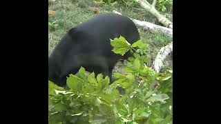 Sun Bear Snaps Branch paradisewildlifepark endangeredspecies sunbear bears [upl. by Morocco]