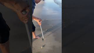 Catching mantis shrimp on shore  shrimp catchingseafood onshore [upl. by Peedsaj]