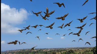 PORQUE CAEN LAS AVES relatos historias leyendas viral miedo misterio top miedo fantasmas [upl. by Yaral]