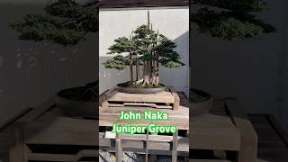 John Naka Juniper Bonsai  National Bonsai and Penjing Museum [upl. by Assert]