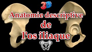 Description anatomique de los iliaque 3D  repères et insertions musculaires [upl. by Suivatram]