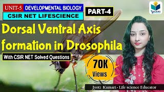 DORSAL VENTRAL AXIS FORMATION IN DROSOPHILAPART5 MUTATION CASES CSIR NET DEV BIO [upl. by Arimat]