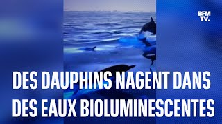 Californie ces dauphins nagent dans des eaux bioluminescentes [upl. by Anitrak252]