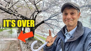 End of Tokyo’s Cherry Blossoms  First Rain amp Wind after Full Bloom [upl. by Gaul]