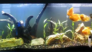 55Gallon Parrot Cichlid and Silver Dollar Aquascape 51124 [upl. by Akehsyt]