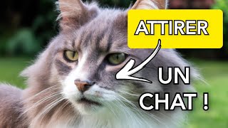 Bruit de Chat pour Attirer un Chat GARANTIE Miaulements pour attirer un chat [upl. by Htezzil968]