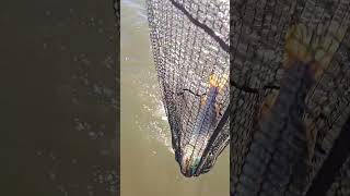 Cochiti lake NM Pike newmexico pike [upl. by Atiken]