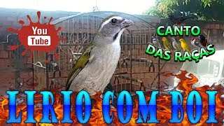 🔥 LÍRIO COM BOI🔥 CANTO🎶 ESTIMULANTE🔴 [upl. by Lipscomb]