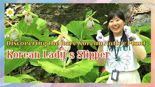 Discovering the Rare Korean Native Plant  Korean Lady’s SlipperKANGwangneungForest [upl. by Eyar]