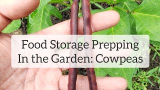 Food Storage Prepping In the Garden Cowpeas [upl. by Jessica]