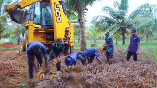 Panag Kizhangu Harvesting in Reecha  Palmyra Sprout  Reecha Organic Farm  Sri Lanka [upl. by Ical]