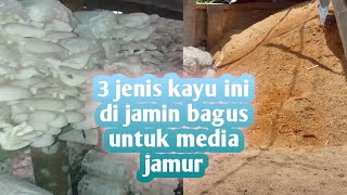 3 jenis kayu bagus untuk media jamur [upl. by Naujd]