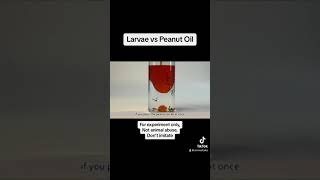 Mosquito Larvae vs Peanut Oil [upl. by Estis]