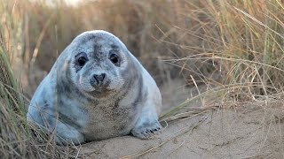 Vital Eyes  Winterton Coastwatch  Seals amp other visitors [upl. by Elrahc]