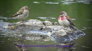 FANELLO Carduelis cannabina [upl. by Yanttirb]