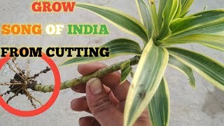 How to grow song of india by cutting How to grow dracaena reflexa plant from cutting [upl. by Barr]