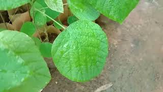 Pleurolobus gangeticus commonly known as Salparni Pullati ഓരില പ്രഥക് പർണ്ണി Medical Plant [upl. by Georgia]