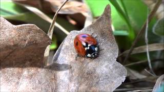 Coleoptera  Coccinella septempunctata suncanjebasking [upl. by Enayr712]