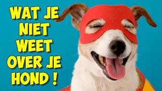 WAT JE NIET WEET OVER JE HOND  Weetjes [upl. by Mireielle909]