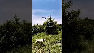 OperativoMilitar parati México police elicopter avioneta virals airport peru militar ONP [upl. by Nagiem]