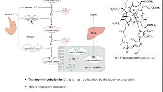 Digestion Absorption amp Handling of Vitamin B12 Cobalamin [upl. by Llerrej957]