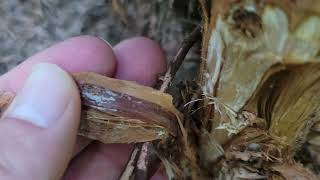 A close look at Armillaria Root Rot in action [upl. by Afatsuom]