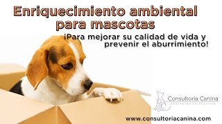 Tutorial Enriquecimiento ambiental para mascotas  Pet environmental enrichment [upl. by Hagerman]